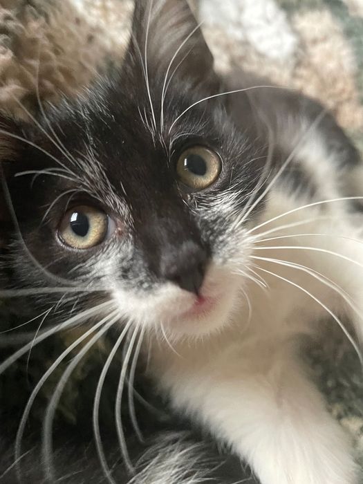 Oddam 2 koty za darmo