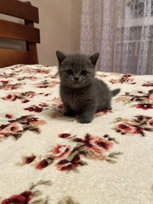 Продам Британських чистокровних  кошенят !