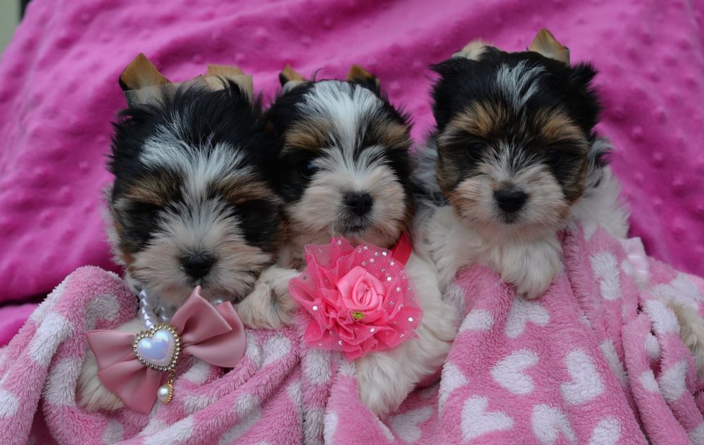 Śliczny  yorkshire terrier  biewer  york