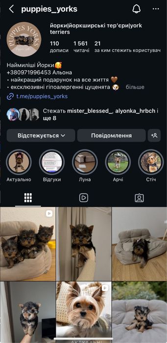 Хлопчик міні йорк Київ