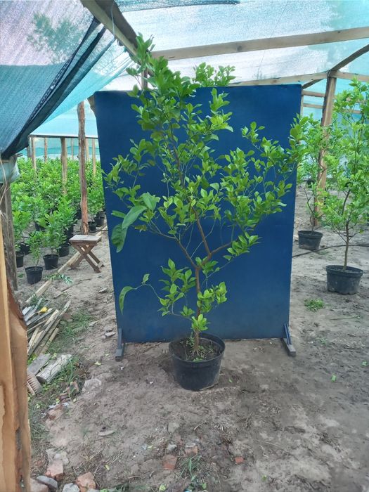 Великі Лимони Павловский