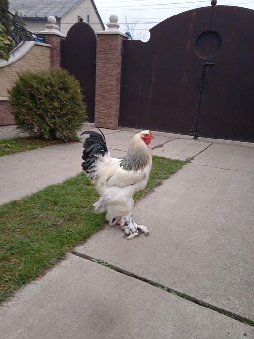 Молодий пітух світлої брами