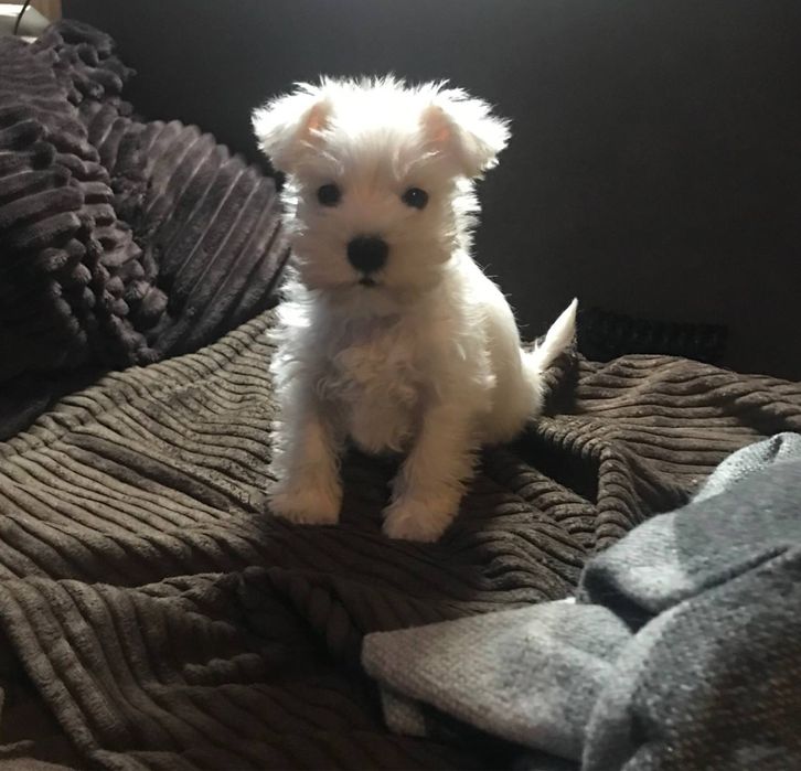 Щенки Цвергшнауцер белого окраса