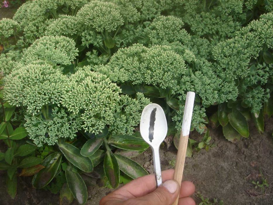продам очіток багаторічник