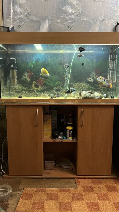 Продам аквариум с рыбами 200л.