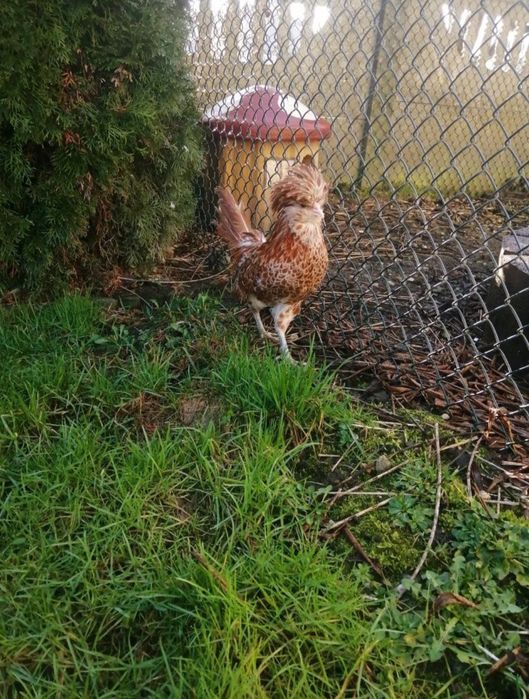 Czubatka Wielbłądzia Miniaturowa