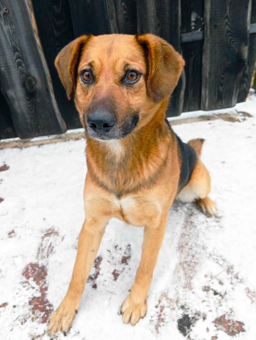 LORENZ - młody pies szuka domu