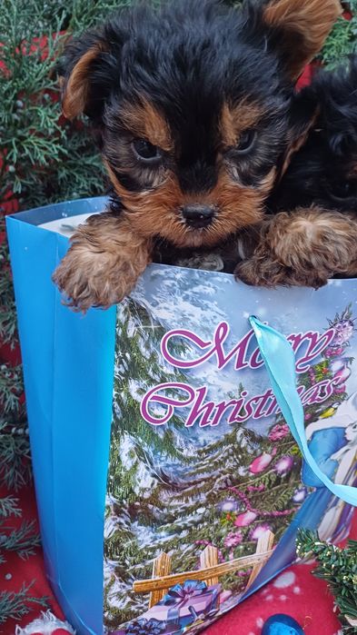 Класнючі дівчатка-йоркширський тер'єр.