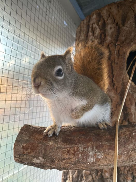 Wiewiórka Hudson Samica 2022r