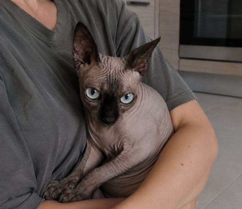 Кошка канадский сфинкс