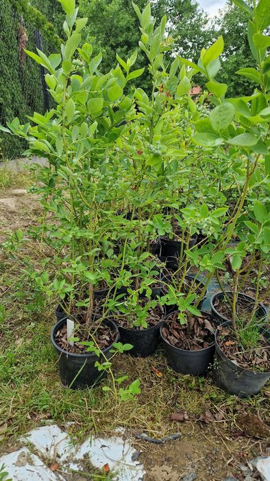 Sadzonki Borówka amerykańska