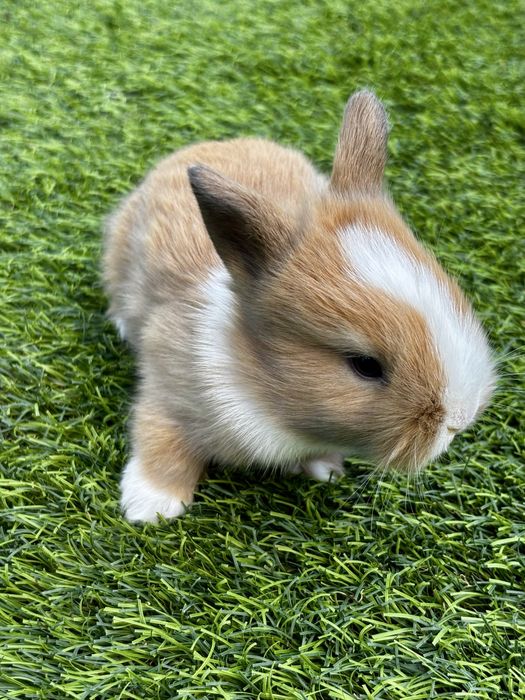 Coelho anão miniatura