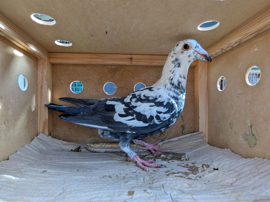 Sprzedam Gołębie Tygrys SAMCE