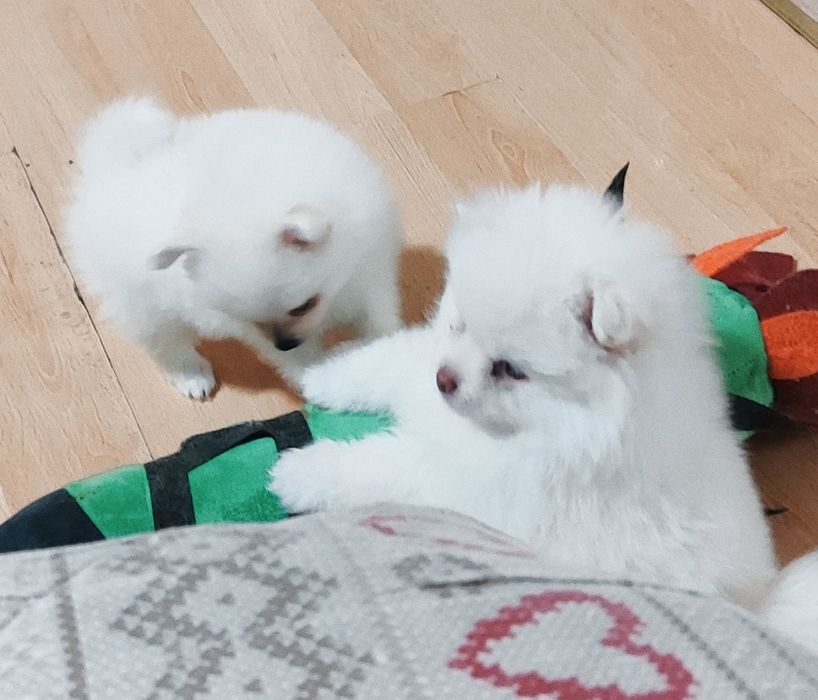 Дівчинка! Хлопчик!