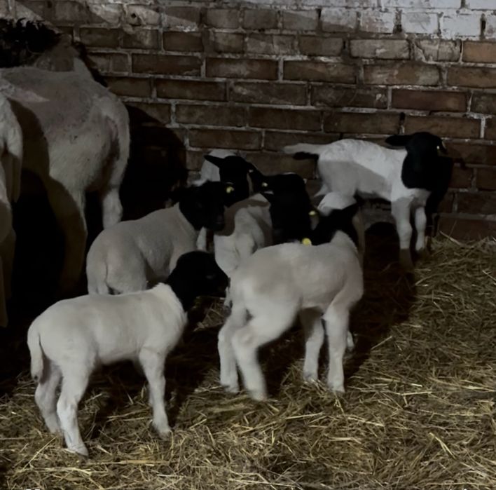 Дорпер баранчики