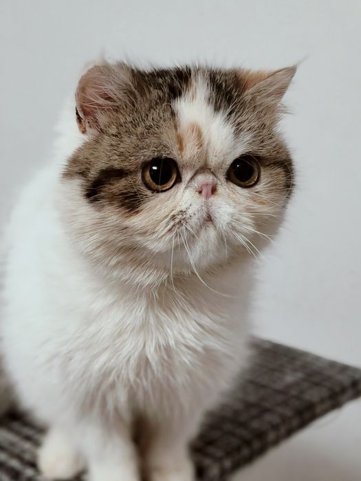 Екзотична короткошерста