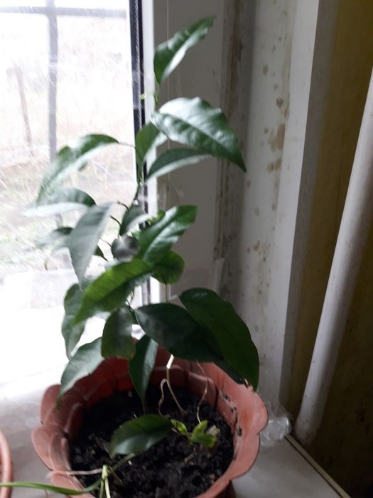 Продам Кумкват(цитрусовое карликовое деревце)