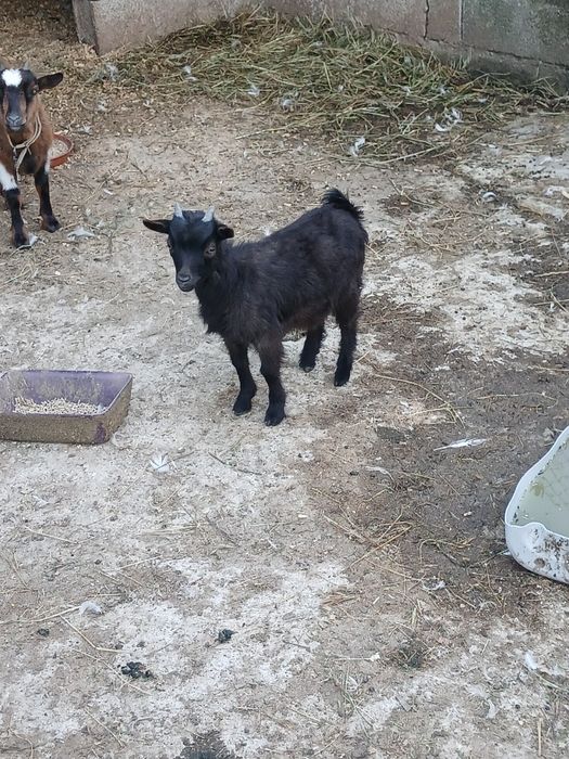 Cabrito anão 4 meses