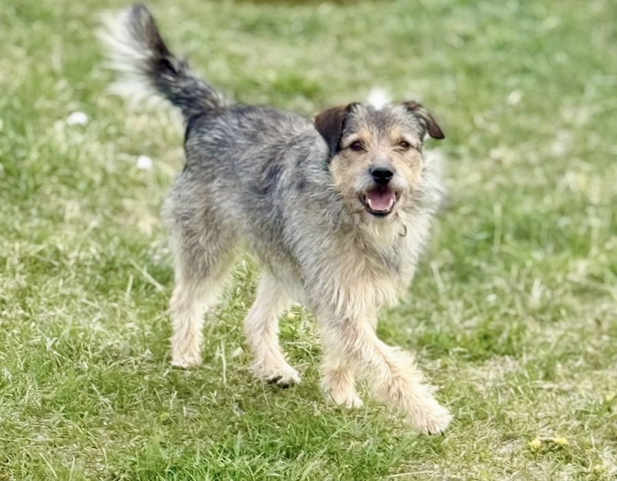 Amigo vel Miguś poleca się do adopcji.