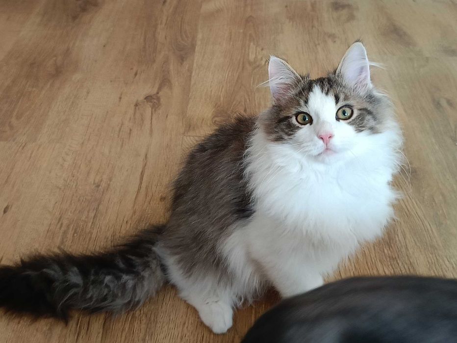 Uroczy kocurek syberyjski