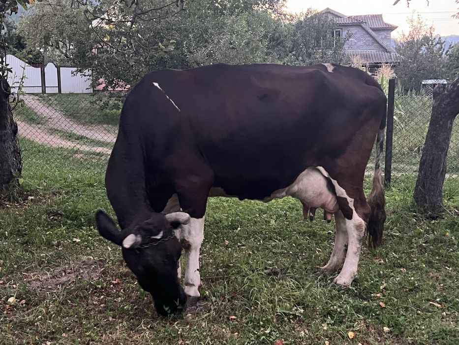 Продається корова