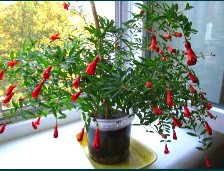 Саджанці граната кімнатного від 55 грн.(без врахування комісії)