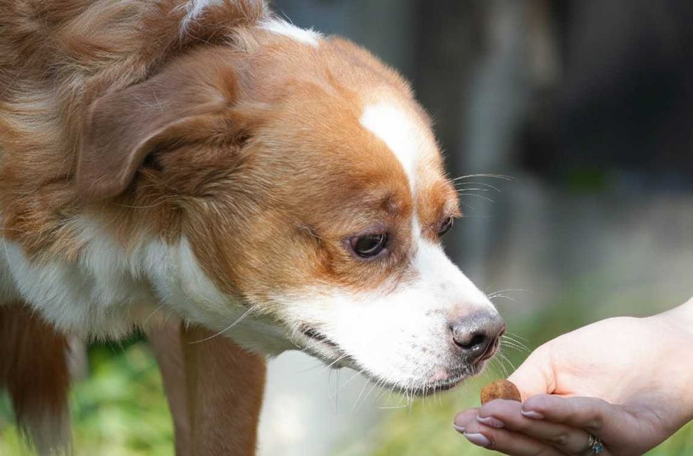 KILLEREK - niewielki bardzo czujny pies
