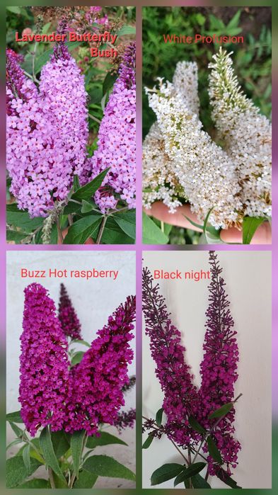 Насіння будлей 4сорти та інших квітів.