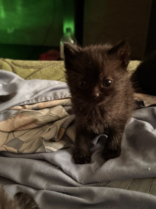 Віддамо в хороші руки котиків