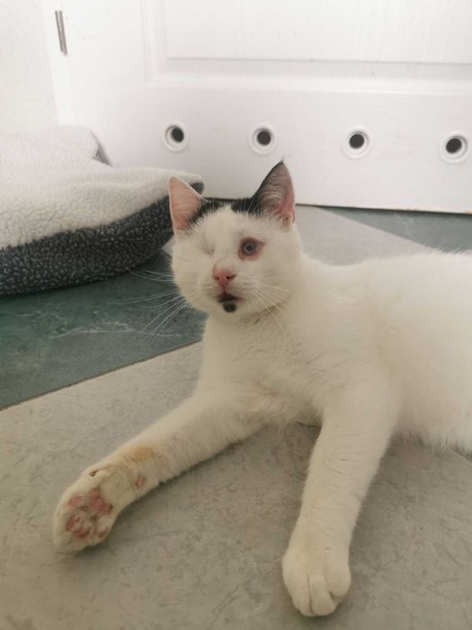Likier ślepy energyczny młody kot do adopcji biały 2 łata schronisko