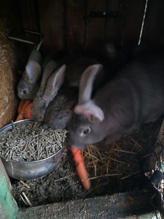 Królik Belgijski ze Srokaczem