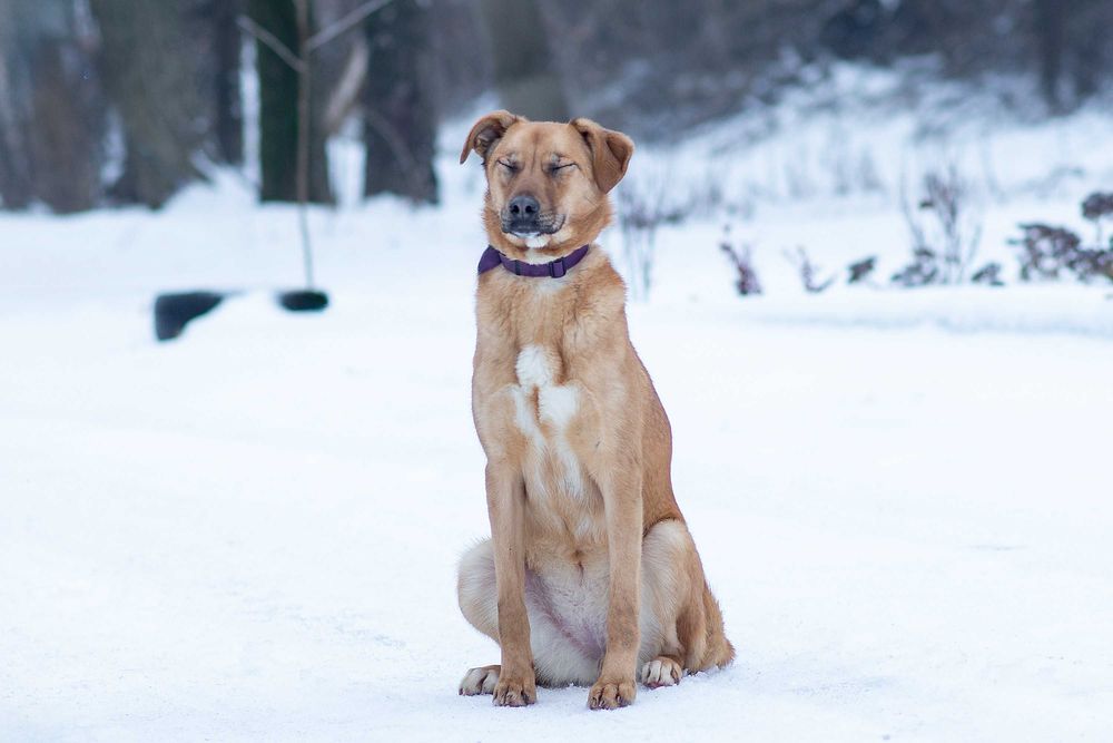 Віддам в добрі руки розумну молоду собаку Едіс.