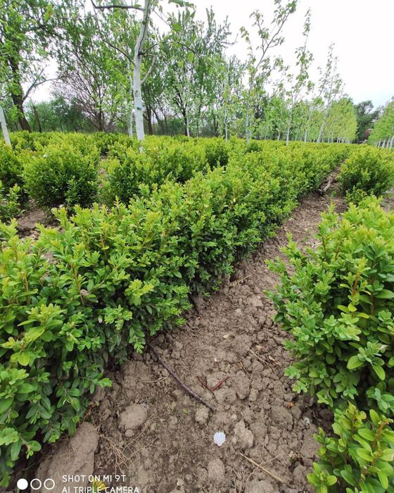 Самшит  бордюрний ,кулі самшит.