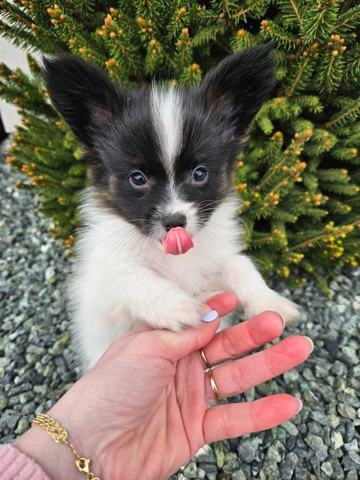 Papillon Spaniel Kontynentalny Miniaturowy FCI ZKwP