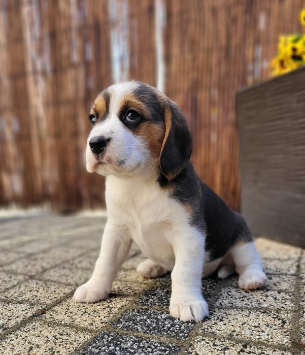 Beagle piękny suczka