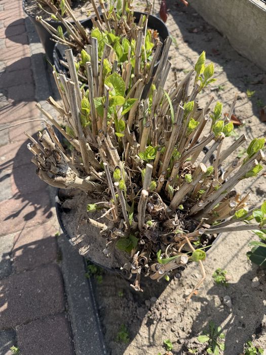 Hortensja Anabel strong duże wieloletnie sadzonki