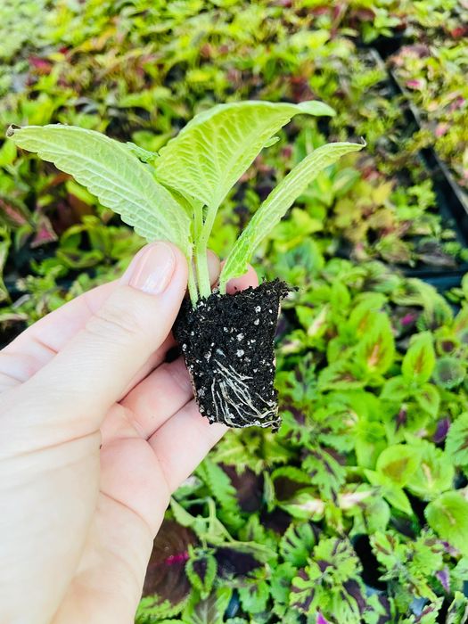 Колеус різнокольоровий черенок