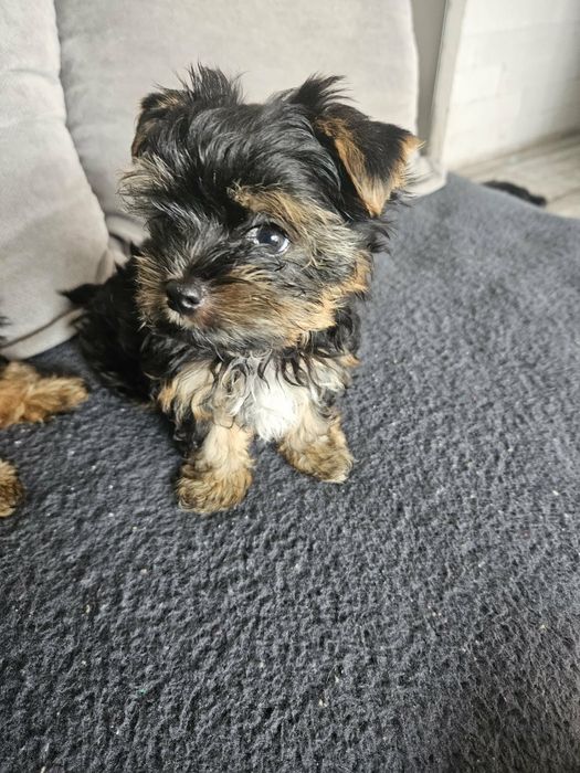 Yorkschire terrier