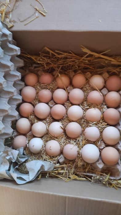 Яйцо под инкубацию бройлер, мясо-яичные, доминанты