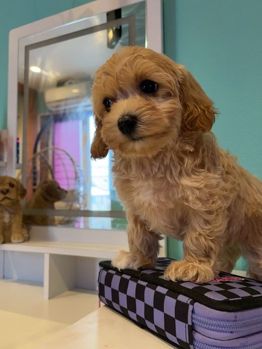 Супер хлопчик для супер родини