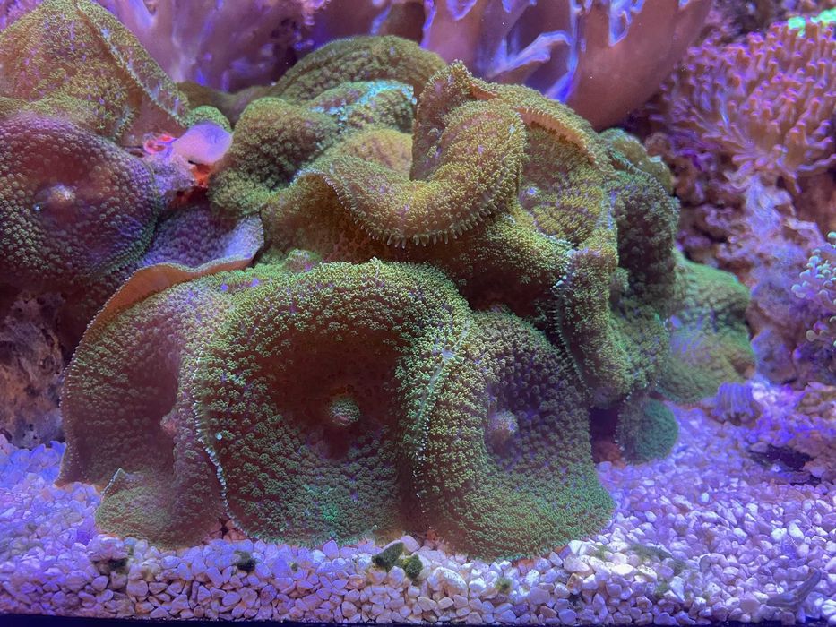Rhodactis inchoata Green morskie
