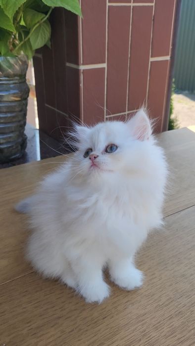 Британське кошеня Голубе золото