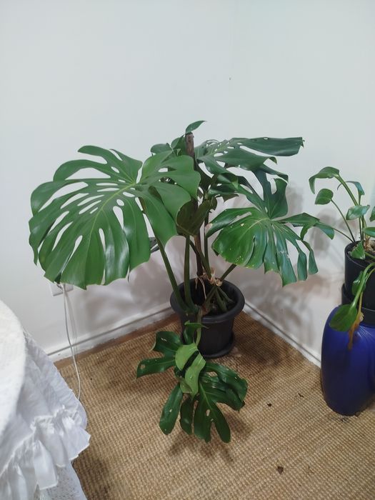 Monstera Deliciosa (Costela-de-Adão) Grande