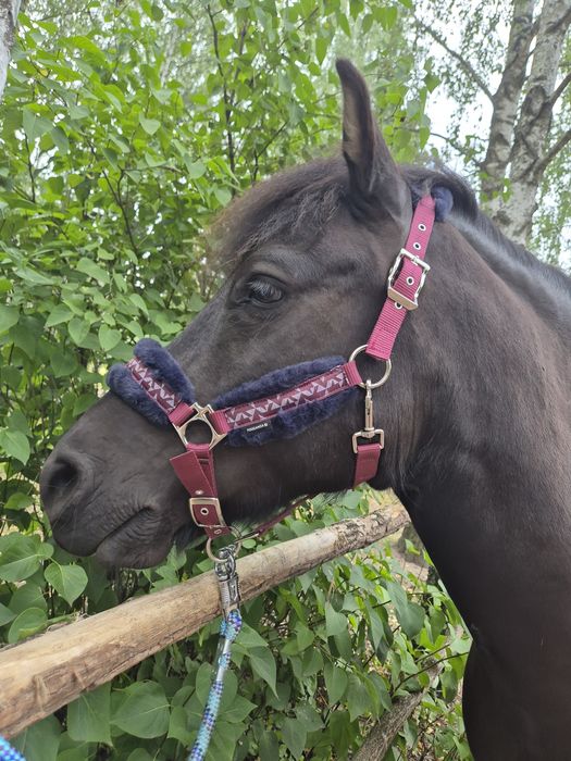 Wałach na sprzedaż