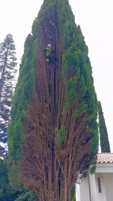 Poda de Árvore e limpeza de terrenos