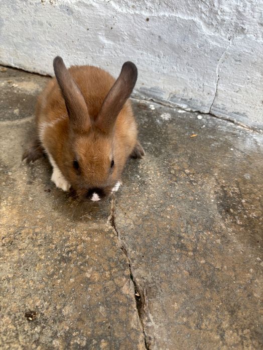 Coelhos anões bebés
