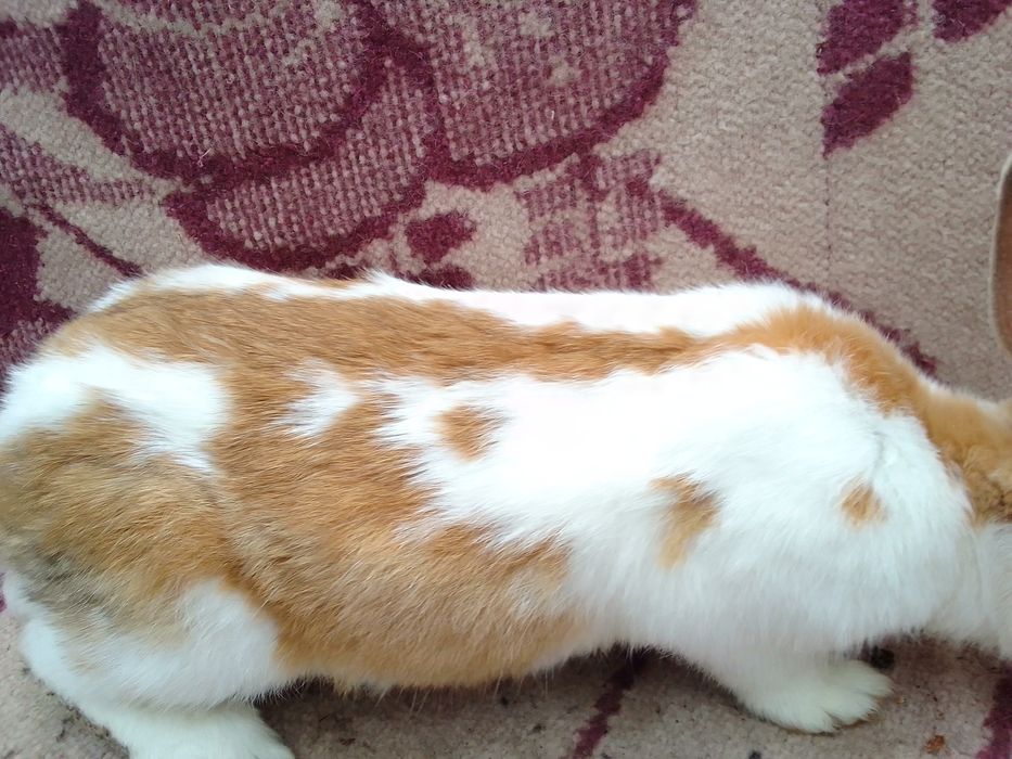 Німецький строкатий велетень.