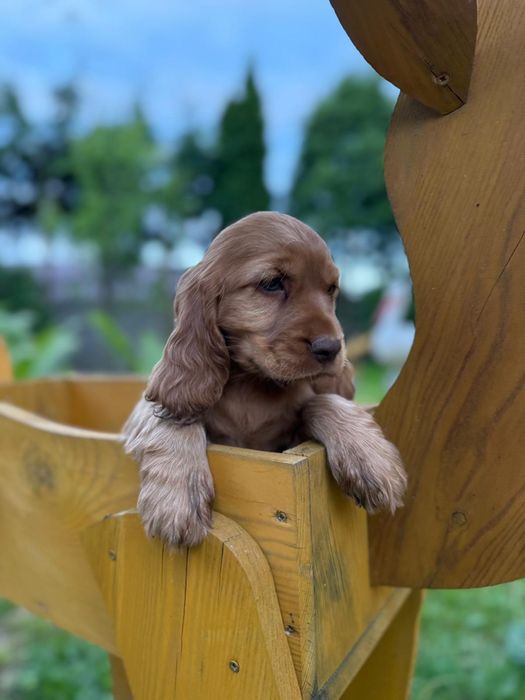 Cocker spaniel angielski Piesek