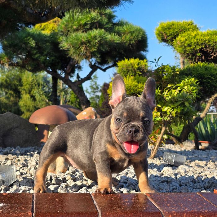 Buldog Francuski śliczny Blue Tan piesek