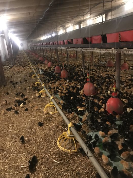 Kurki nioski rossa kolorowe biale szare brazowe pstrokate